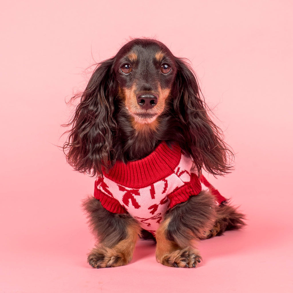 Blush Bows Knit Dog Sweater: M